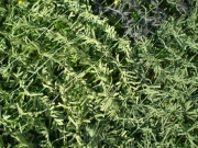 ЕЛЬ
