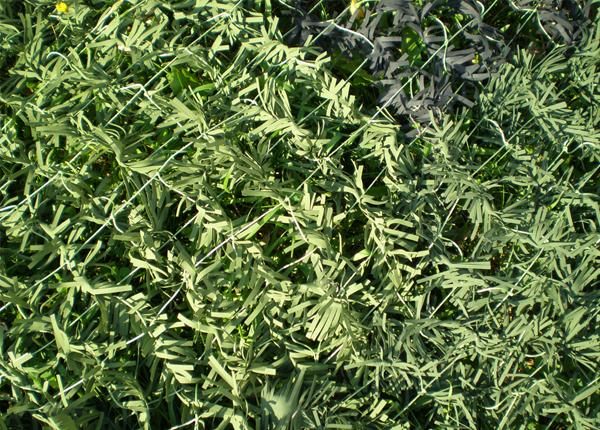 ������������� �������� ���-3�